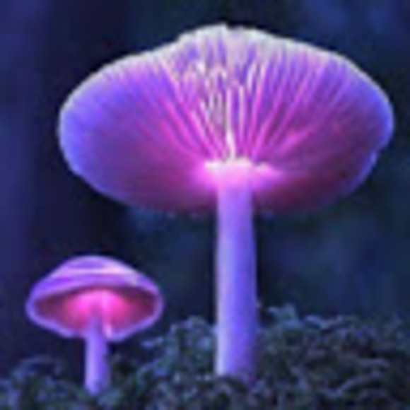 Meet your Posher, Chelsea - Picture 1 of 1